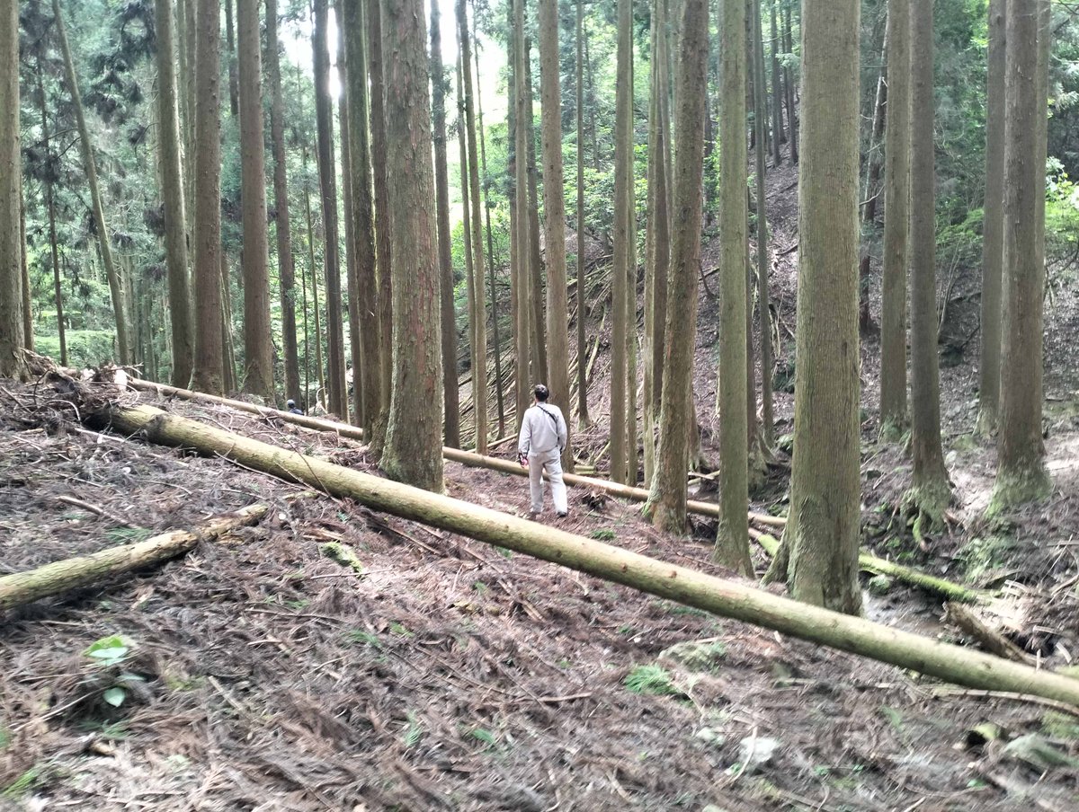 kmghiscul's tweet photo. 上郡町職員さんが近畿自然歩道の整備を行ってくださいました。今回は小野豆から鞍居まで。大雨の後で大きい倒木が随所に。チェーンソーや鋸で切り、枝や石を払い歩きやすくします。人力では除けない大木もあり。
職員さんはヒルに噛まれ足が血だらけだったと。お大事に…。大変お疲れさまでした！ https://t.co/U0413fKmSL