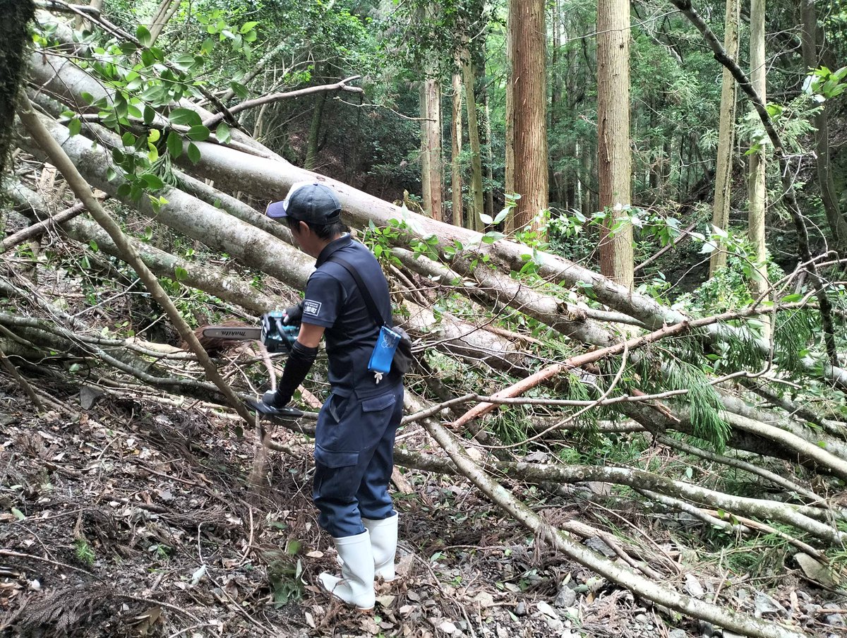 kmghiscul's tweet photo. 上郡町職員さんが近畿自然歩道の整備を行ってくださいました。今回は小野豆から鞍居まで。大雨の後で大きい倒木が随所に。チェーンソーや鋸で切り、枝や石を払い歩きやすくします。人力では除けない大木もあり。
職員さんはヒルに噛まれ足が血だらけだったと。お大事に…。大変お疲れさまでした！ https://t.co/U0413fKmSL