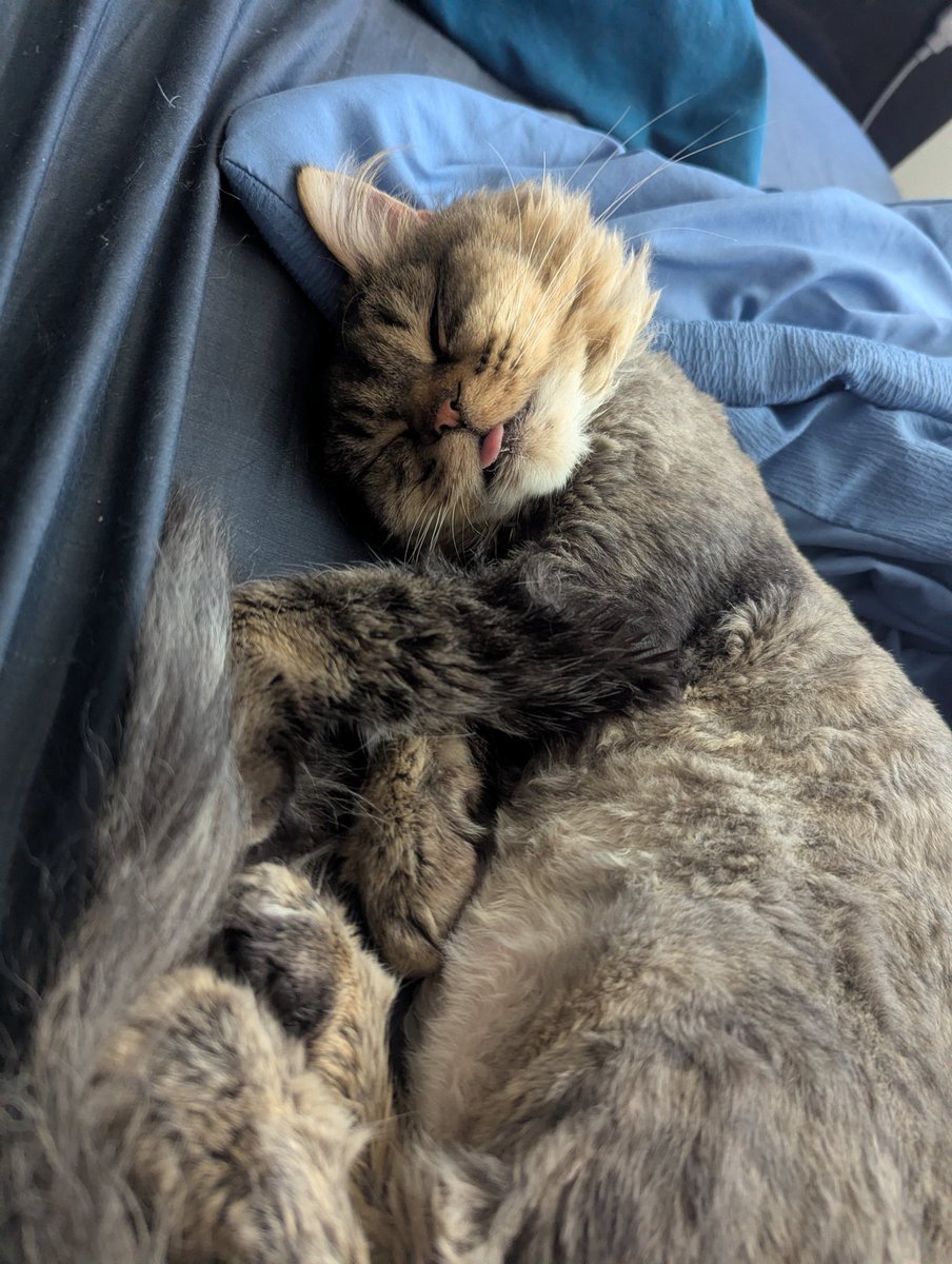 katavalanche8's tweet photo. My dumb son is spending the night at the vet on oxygen, he's somehow gotten bronchitis 😔 this will be a massive vet bill, any help at all is appreciated so much, hate to ask you all for help but I don't know what else to do 
https://t.co/EFXIN0bQ6y https://t.co/0qioEVTsNV