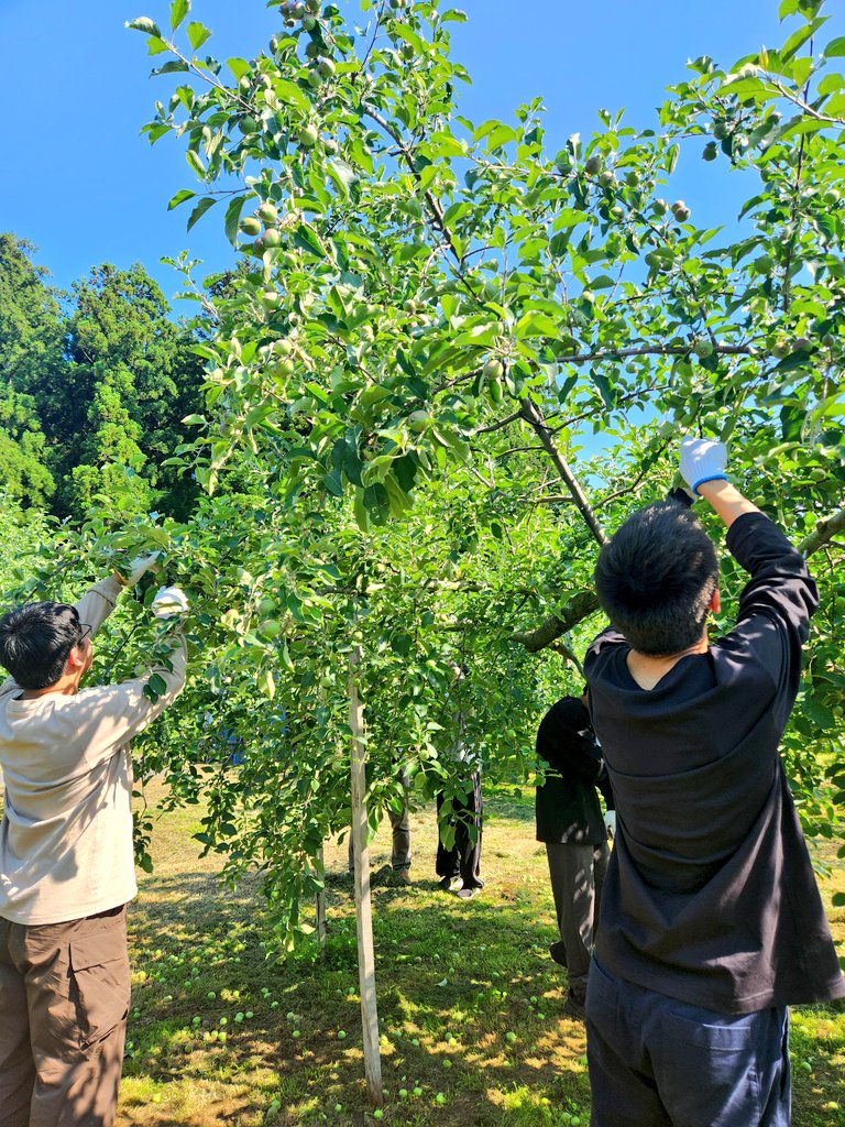 San_kyoryokutai's tweet photo. 修学旅行の一環で、東京の高校生の #三戸町 の農家さんへの農泊がありました！
りんご🍎の摘果やスナップえんどう🫛の収穫をしていて、みんな楽しそうに真面目にお仕事してました！
りんごジュースで煮たカレーを食べた、なんてお話もあったりして、農家さんとの交流を楽しんでくれたらいいですね☺ https://t.co/dHstV4vecM