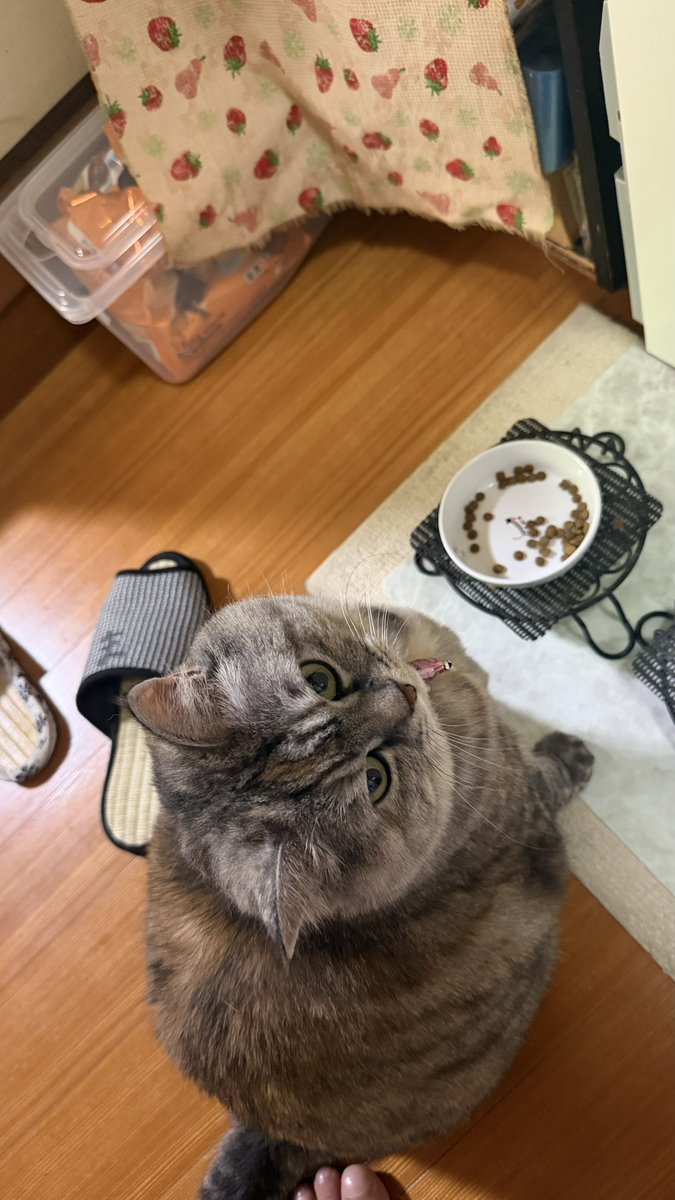 MORI2180's tweet photo. 日向ぼっこの後は飯くれの態度
テブ https://t.co/5oETKAYE9j