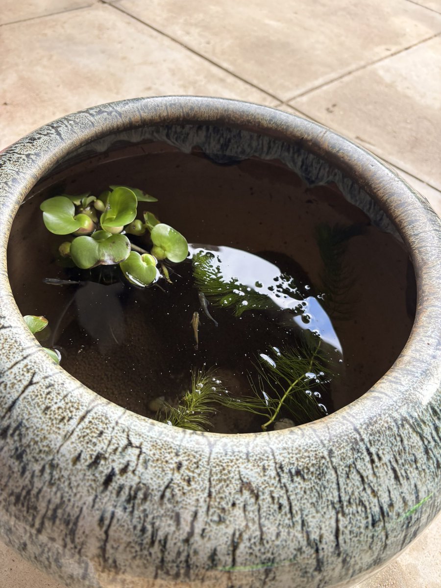 BartholomewKaze's tweet photo. メダ活えび活はじめました https://t.co/LcYTzMg4qt