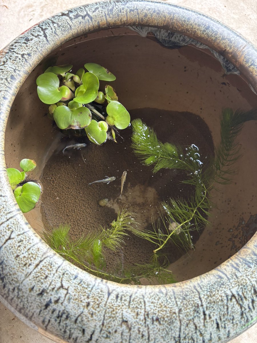 BartholomewKaze's tweet photo. メダ活えび活はじめました https://t.co/LcYTzMg4qt
