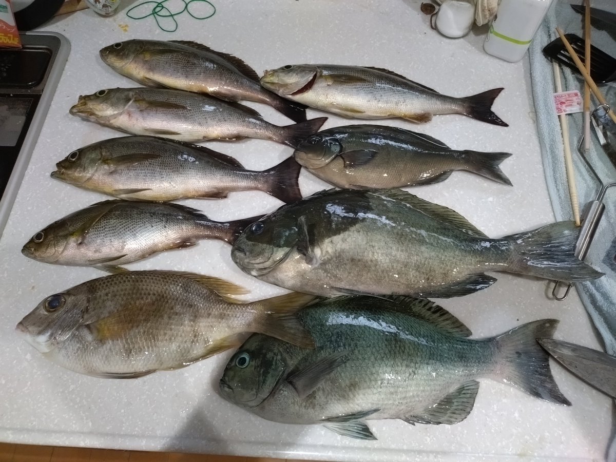 CoDencom's tweet photo. 昨晩の釣果
イサキ釣れて良かった🐟️ https://t.co/bZAmls7AhV