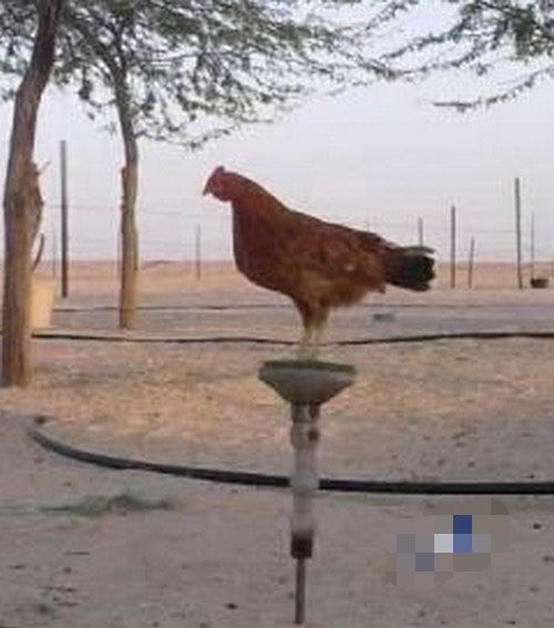 شنب الذيب tweet media