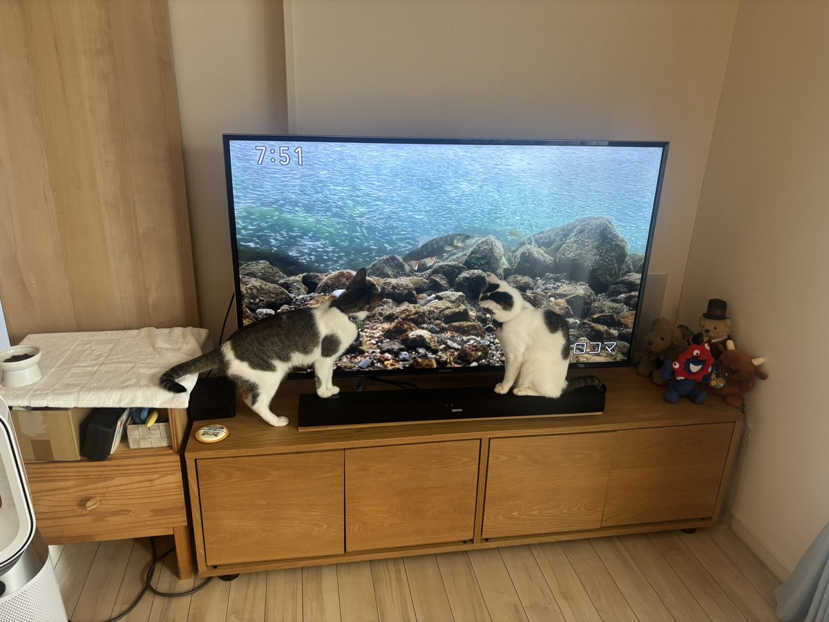 ANASTASIA_ISO's tweet photo. 国営放送視聴猫 https://t.co/pqQYJScZc4