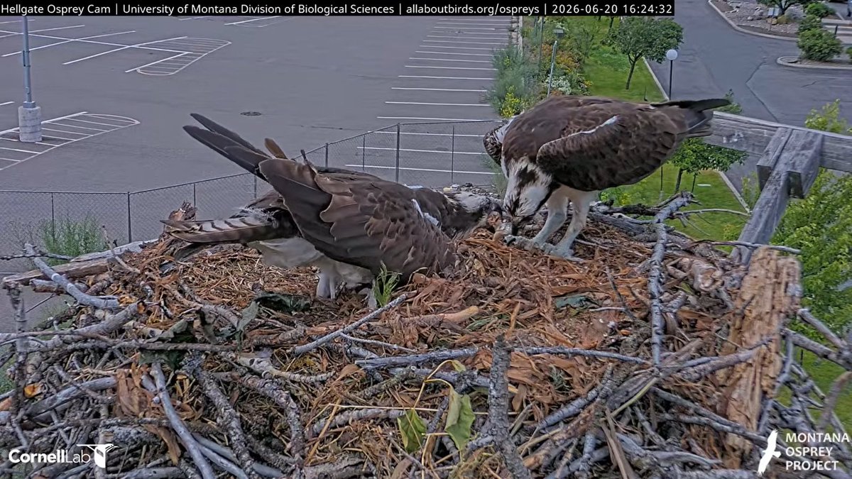 HellgateOsprey tweet picture