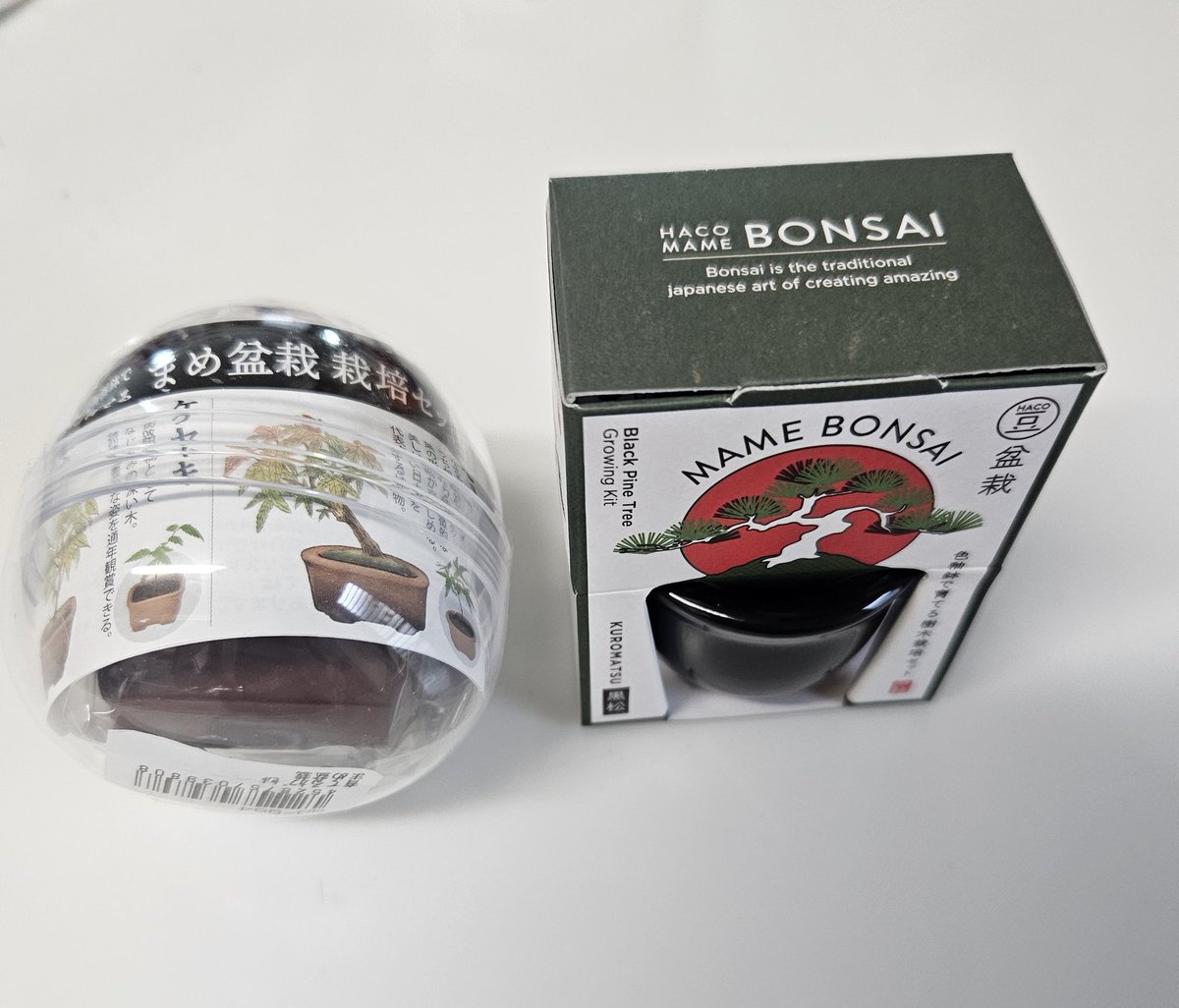 team_saba's tweet photo. 父の日プレゼントで
息子・娘から【盆栽】をもらった！
さっそく種を植えて
まじまじと眺める。

無事、芽が出てきてほしい！ https://t.co/KMHZEtxqpc