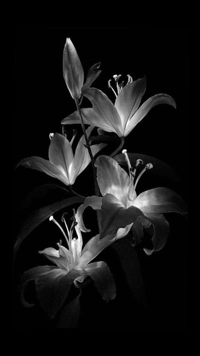 deepdarkvibe's tweet photo. Bloom quietly. Your time will come. https://t.co/TJ3MpxvniG