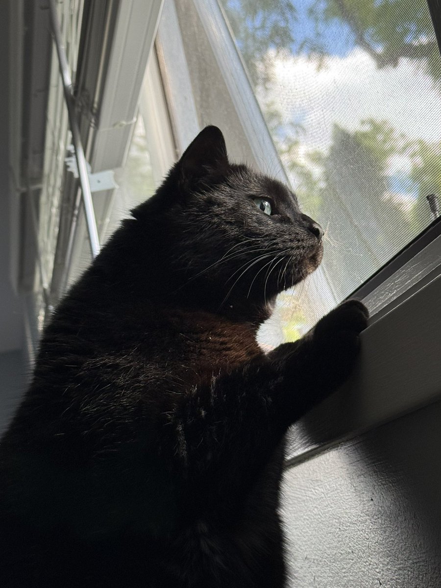 youngjae_rush's tweet photo. our mega chonker https://t.co/IIgulu1s5P