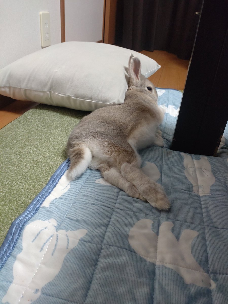 mainasu14kg's tweet photo. おはようございます☀︎
クッションを枕にして寝てるうさぎさんが可愛い
※この後爪切りに連れていかれてぶち切れてました https://t.co/jTigCO10dA