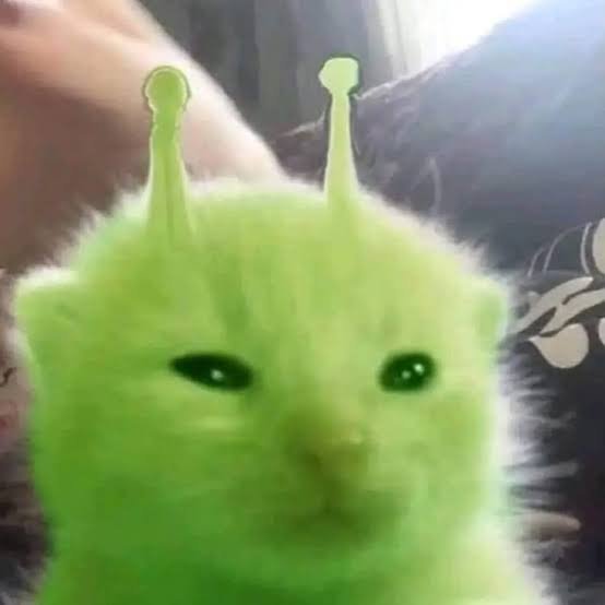 MaxiFreshito's tweet photo. @DarknerNeon Como q gatos alien bro 😌
Vaya idea tuviste https://t.co/PNmOhNZaoj