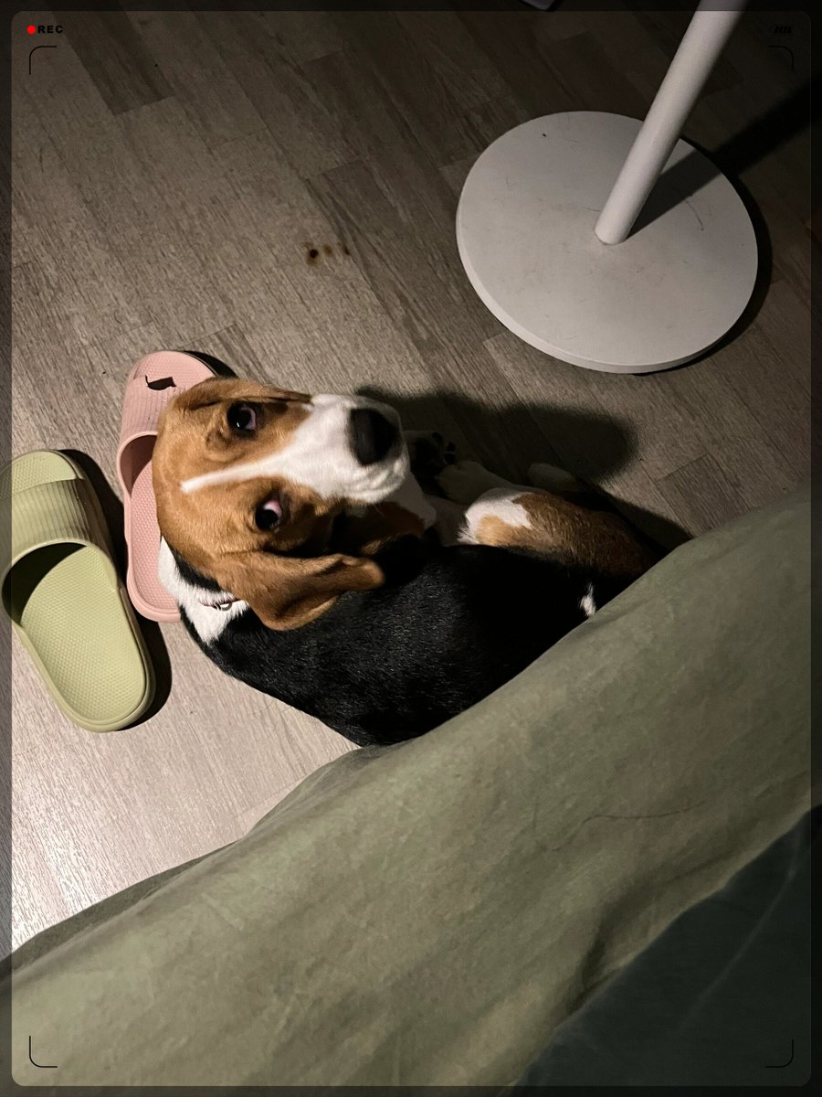 TonaStain's tweet photo. My pup’s sleepy head on my lap makes every tough day melt. Best companion a person could ask for! https://t.co/CgMtH1v6wU