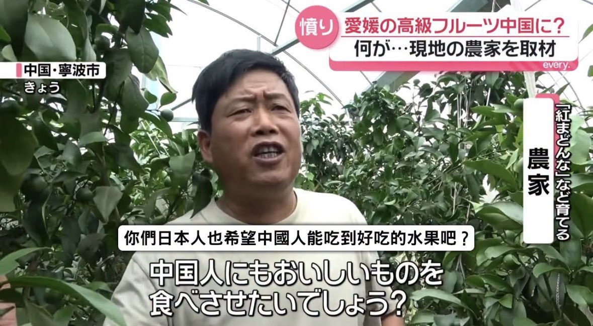 JapanBanZaiLove's tweet photo. 日本愛媛培育出來的高級柑橘，被中國農民侵權種植。

中國農戶大言不慚地說道…

「日本人也希望中國人能吃到好吃的水果吧？」

日本人還希望你們別偷呢…

🤡🤡🤡 https://t.co/C0GO3DZASD