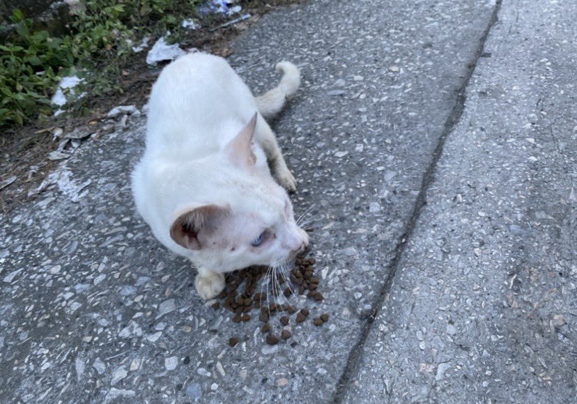 AlertaMePerdi's tweet photo. #ENCONTRADO #GUAYAQUIL
Fecha: 2026-06-18
Sector: Norte, Guayacanes por el UPC frente a Fast Shawarma
Sexo: Desconocido
Mestizo
Gato blanco con ligeras líneas amarillas en su cola, ojos celestes, se veía enfermo tenía moquitos en su naricita
Contacto: 0984879038
 #AlertaMePerdí https://t.co/AOSVv1rCnH