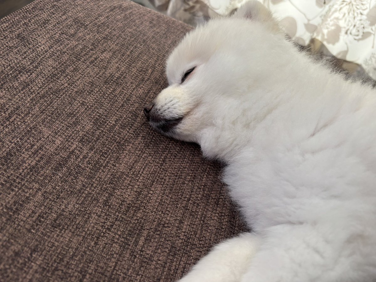 pikaemon07's tweet photo. 朝から癒される

＃Pomeranian https://t.co/WP8HZXjWOz