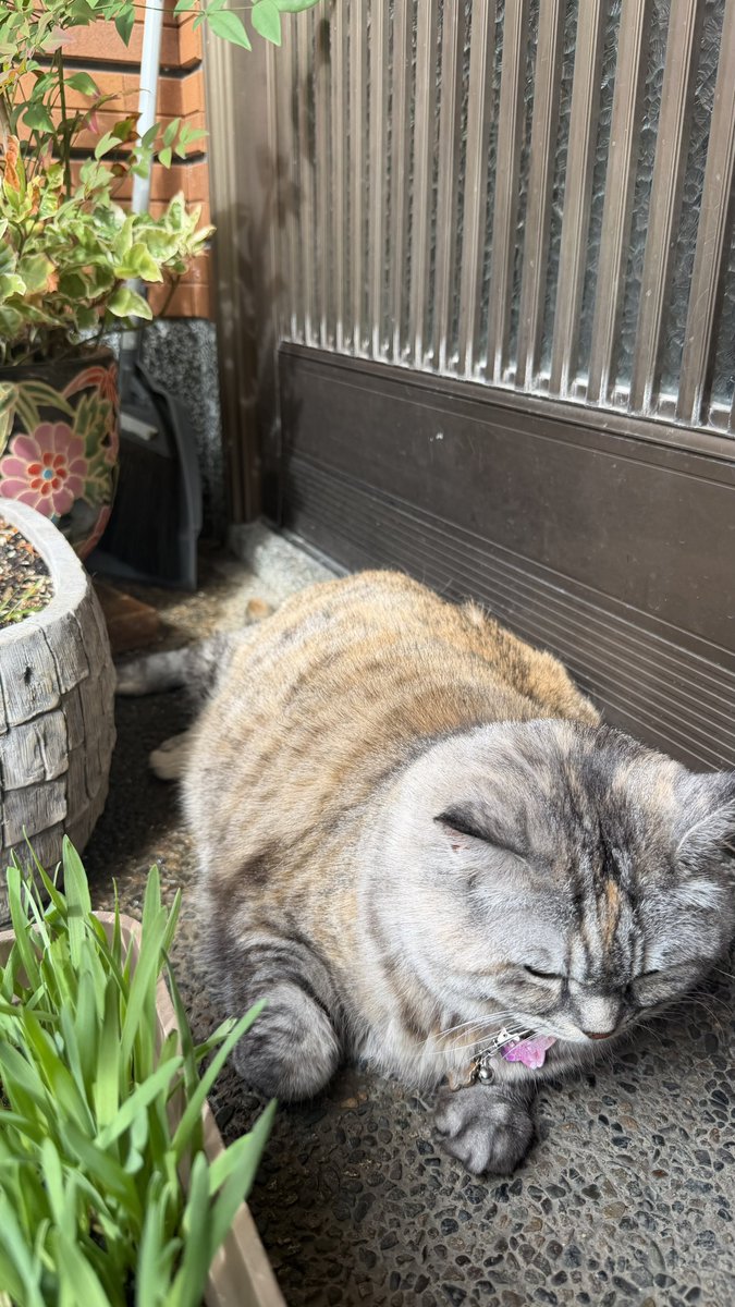 MORI2180's tweet photo. 飯食ってまた日向ぼっこ https://t.co/e4zCEQkOGp