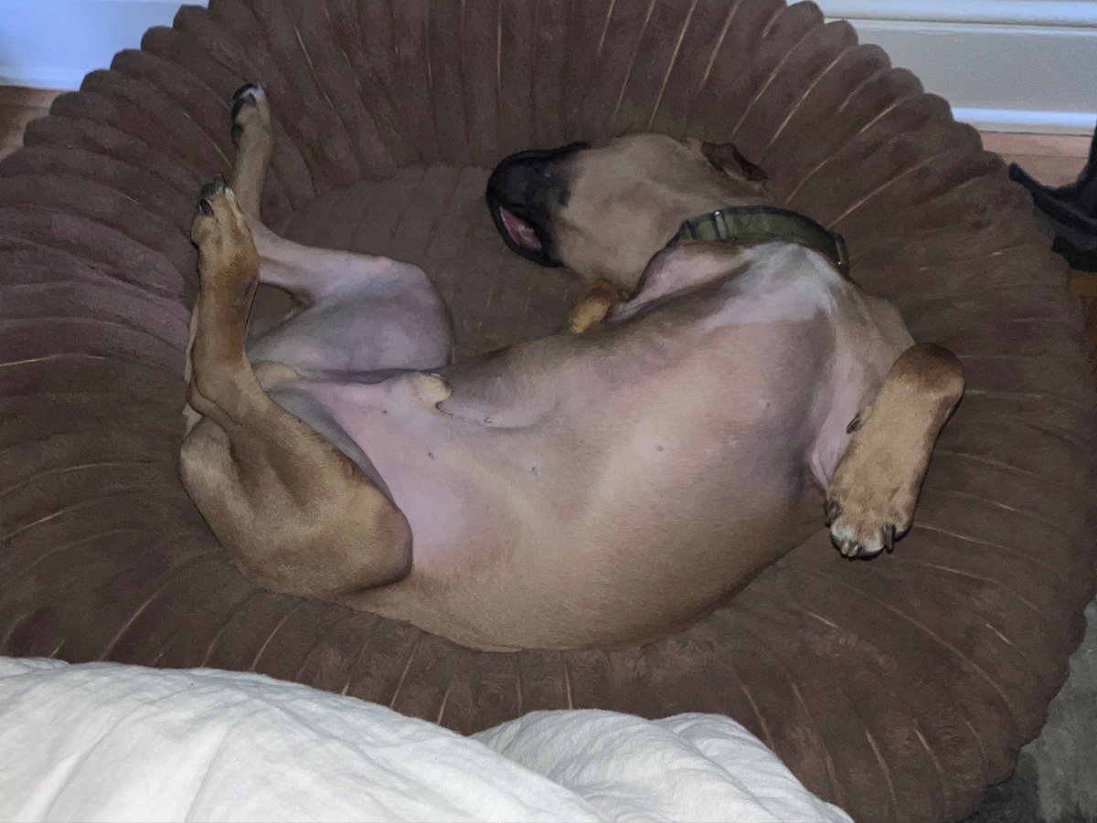 LolaPatolla's tweet photo. Perry (Trooper) checking in!!!
Little by little and with a lot of love and patience from his mom, Perry is learning to trust. He’s come so far and his mom said every day is growing in his confidence and playfulness ♥️!!! https://t.co/CYAMNDuN9G