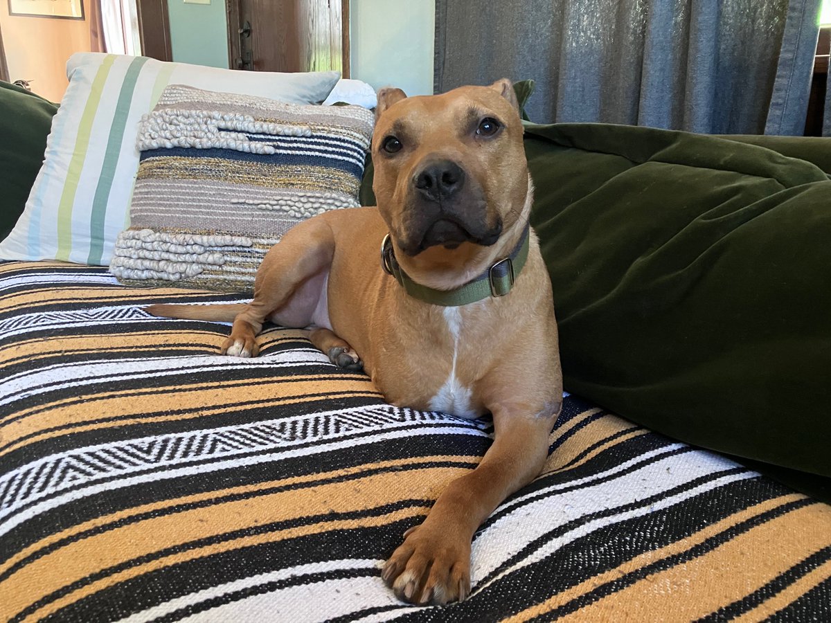 LolaPatolla's tweet photo. Perry (Trooper) checking in!!!
Little by little and with a lot of love and patience from his mom, Perry is learning to trust. He’s come so far and his mom said every day is growing in his confidence and playfulness ♥️!!! https://t.co/CYAMNDuN9G