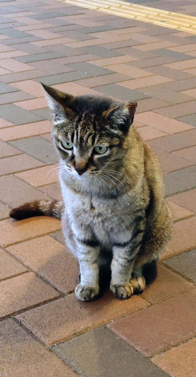 KURARINO's tweet photo. 駅前に猫いた https://t.co/4Pf1sgq78N