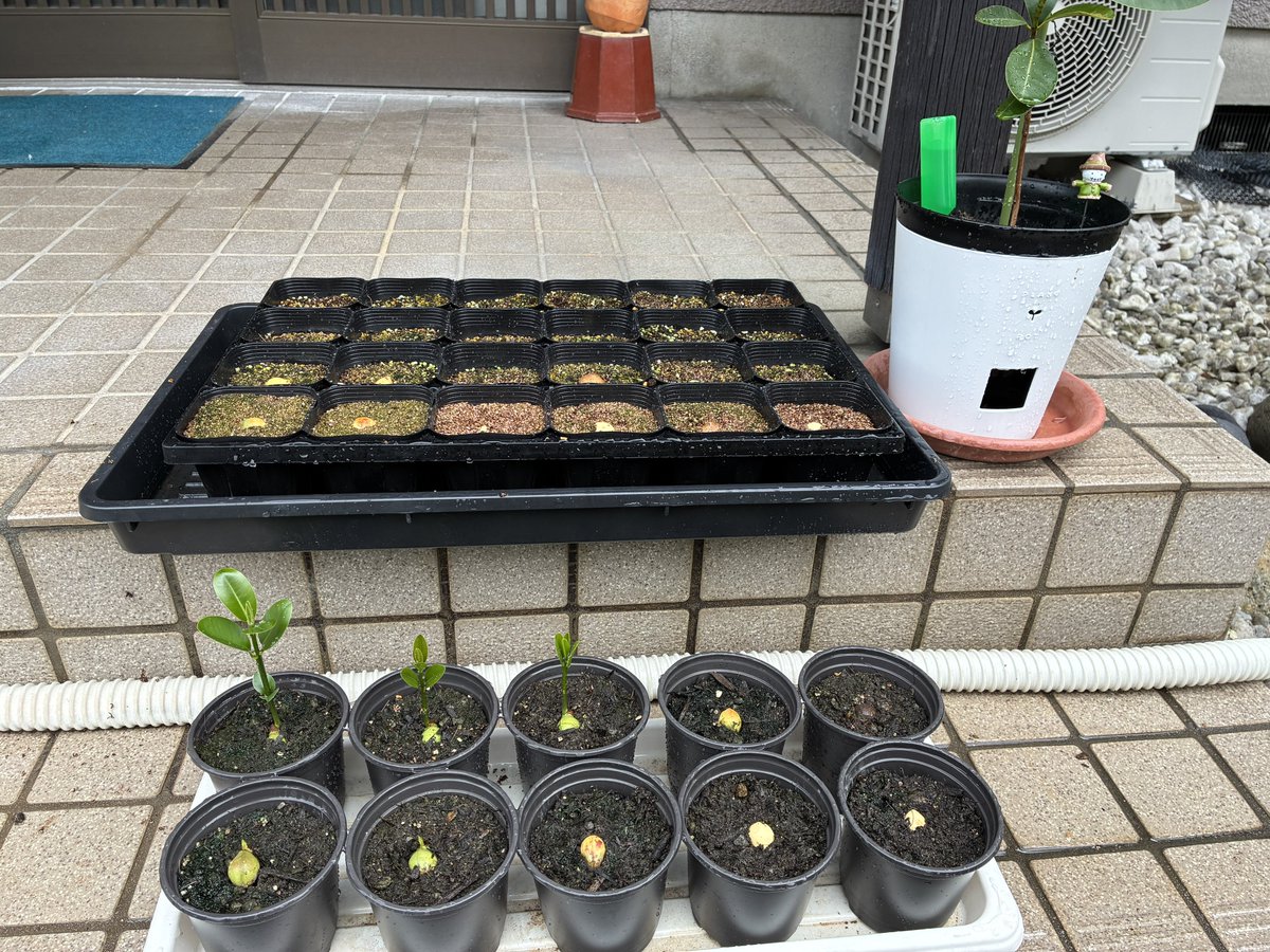 b95AV4M3cGA4aLW's tweet photo. 【週刊】6/21
ナウルの国花タマヌ栽培記録
タマヌ(照葉木/テリハボク)

9週間経過

発芽した物は順調！🌱

追加分の種は殻付きの物3個ほど腐ったのがあったのでまた新しい種を植えた🫘

やはり殻は完全に取ってしまった方が良さそうである。 https://t.co/dszjIb5fDn