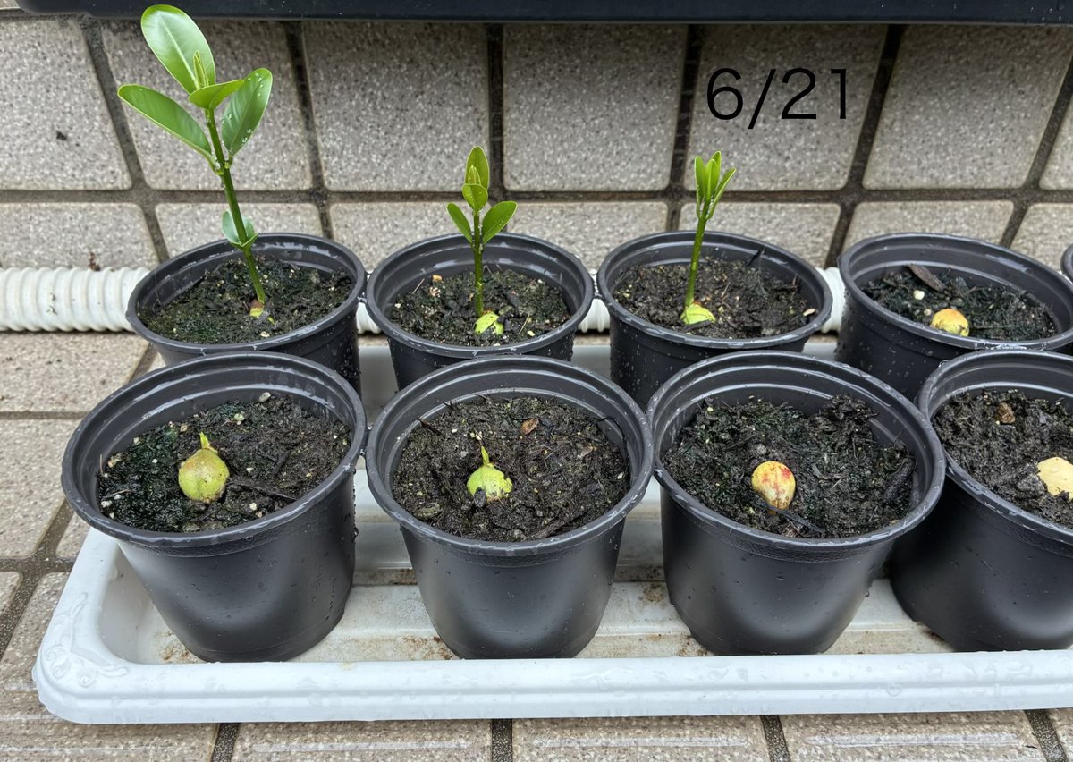 b95AV4M3cGA4aLW's tweet photo. 【週刊】6/21
ナウルの国花タマヌ栽培記録
タマヌ(照葉木/テリハボク)

9週間経過

発芽した物は順調！🌱

追加分の種は殻付きの物3個ほど腐ったのがあったのでまた新しい種を植えた🫘

やはり殻は完全に取ってしまった方が良さそうである。 https://t.co/dszjIb5fDn