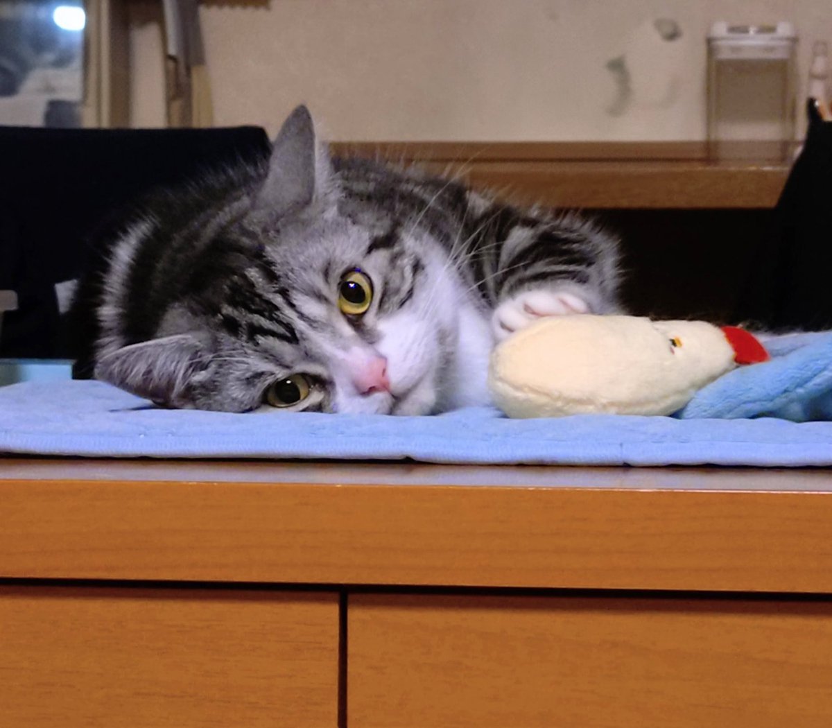 猫のいる暮らし