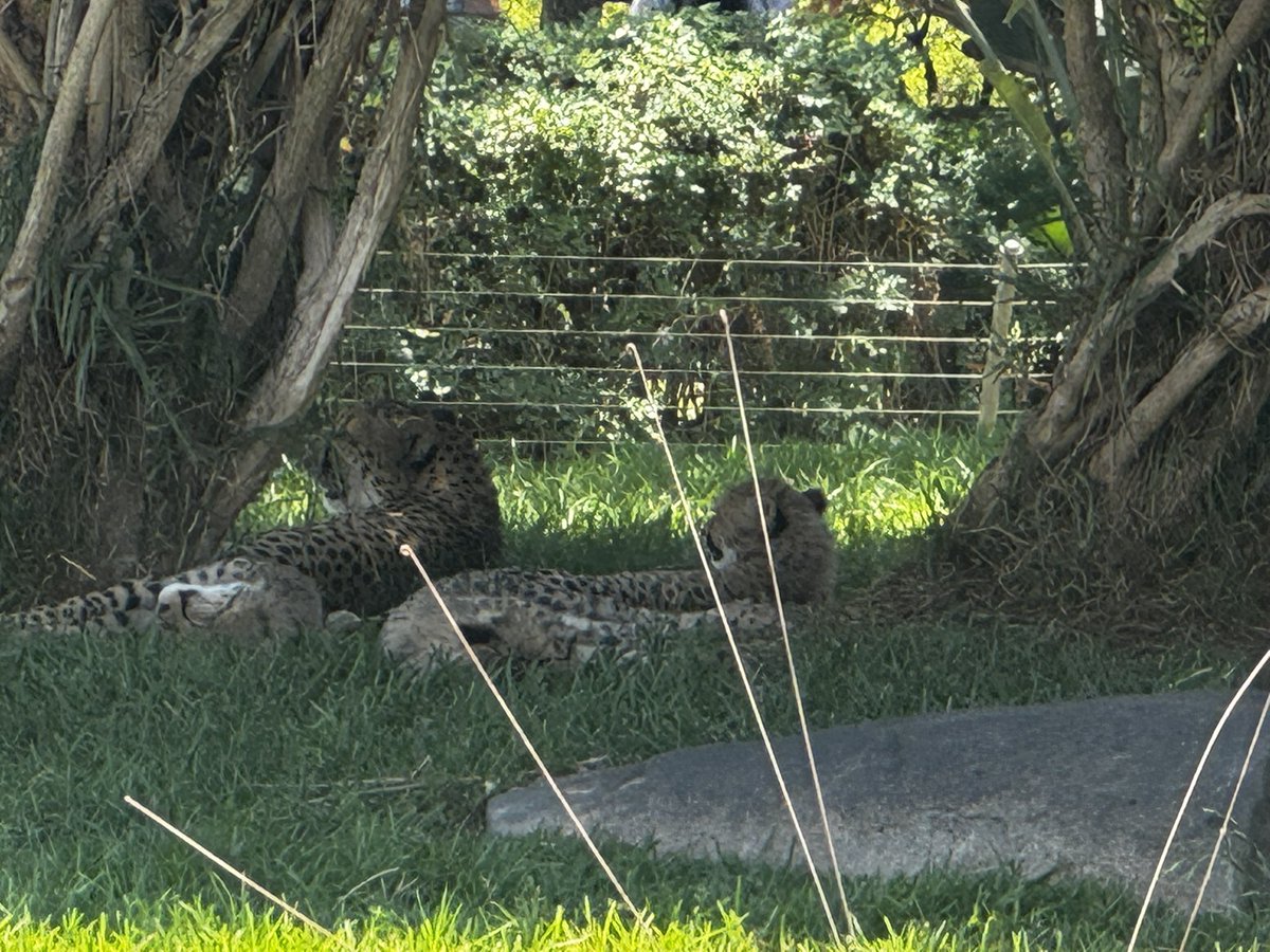 JoshInserra5's tweet photo. @sandiegozoo Here is pre caffeine… https://t.co/BRtPoe7zDA