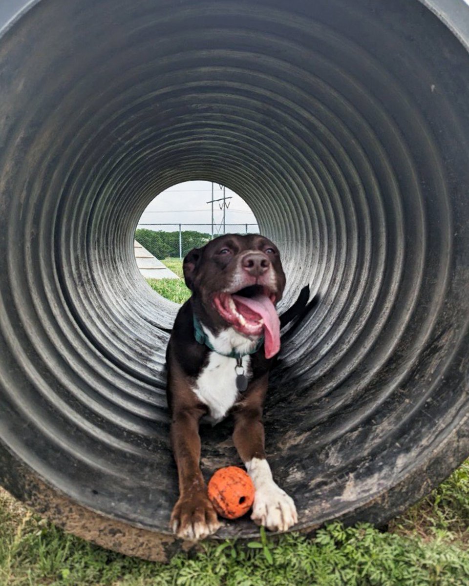 UNOAlumni's tweet photo. HOT DOG — tomorrow marks the first day of summer! Celebrate with a few Maverick dogs that have already brightened our day. ☀️🐶

Want in on the fun? Submit your pup photo anytime this summer at https://t.co/RSZsRviG04 to enter our Dog Days of Summer contest! https://t.co/xG8og7Q8kK