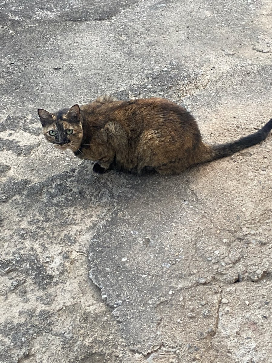 ajudealindinha's tweet photo. Oi tios , me chamo Bochechuda mas minha mãe me chama de princesa também  🤭🤭🤭 https://t.co/mfASAkHrkx