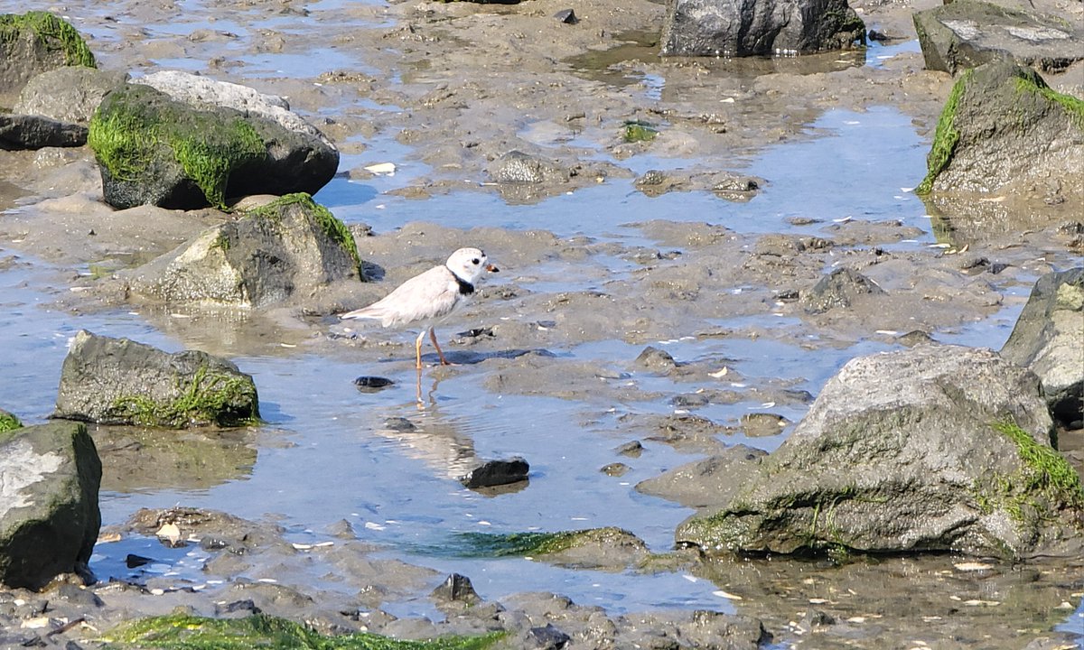 stevia543's tweet photo. The Man-Made Menace That Threatens What’s Left of a Fragile Magic - it’s illegal to harass, harm, wound, or kill a piping plover. Once it migrates through offshore wind territory, however, all bets are off. https://t.co/5z9tZdBZhf https://t.co/gWZDjr9qiv