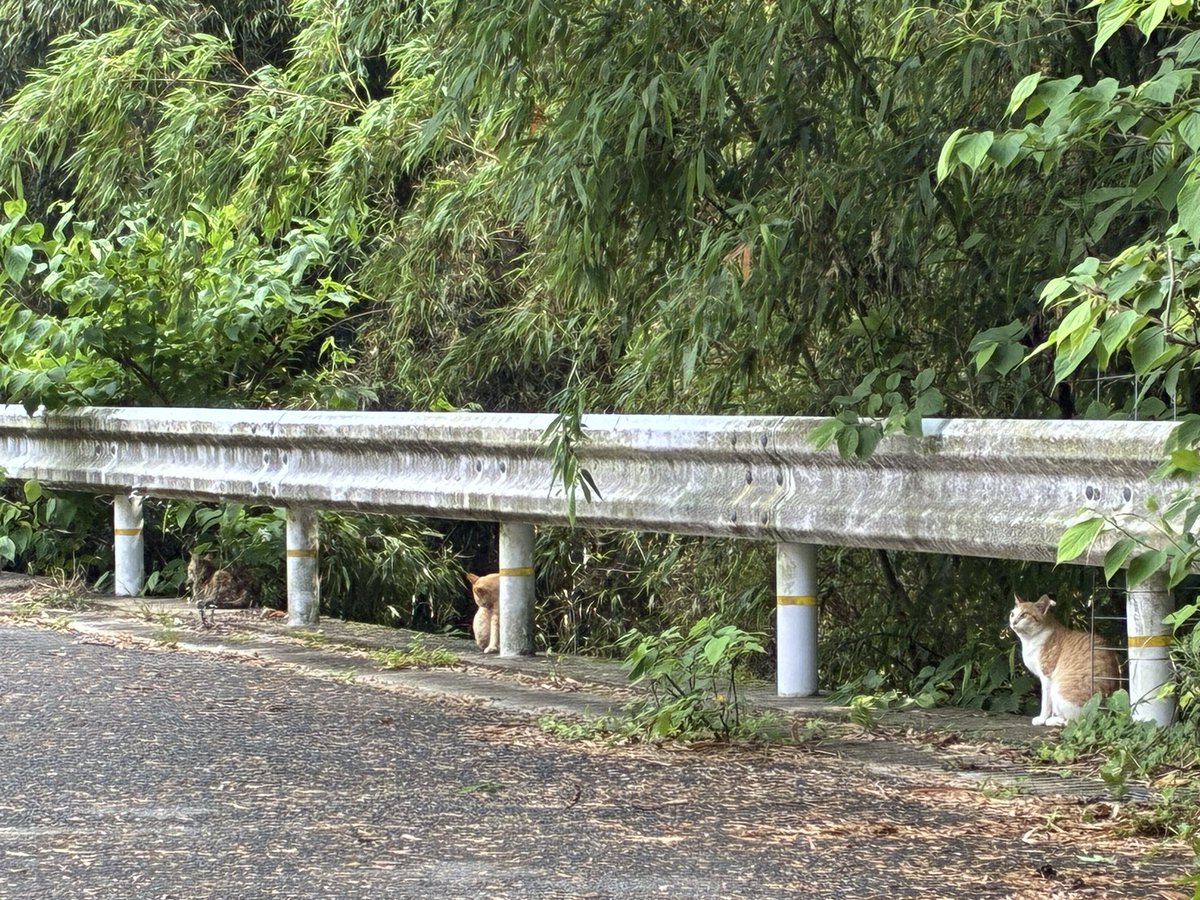 beffjeck47's tweet photo. ネコちゃん🐱🐱🐱三匹 https://t.co/13Lo5kCLf2