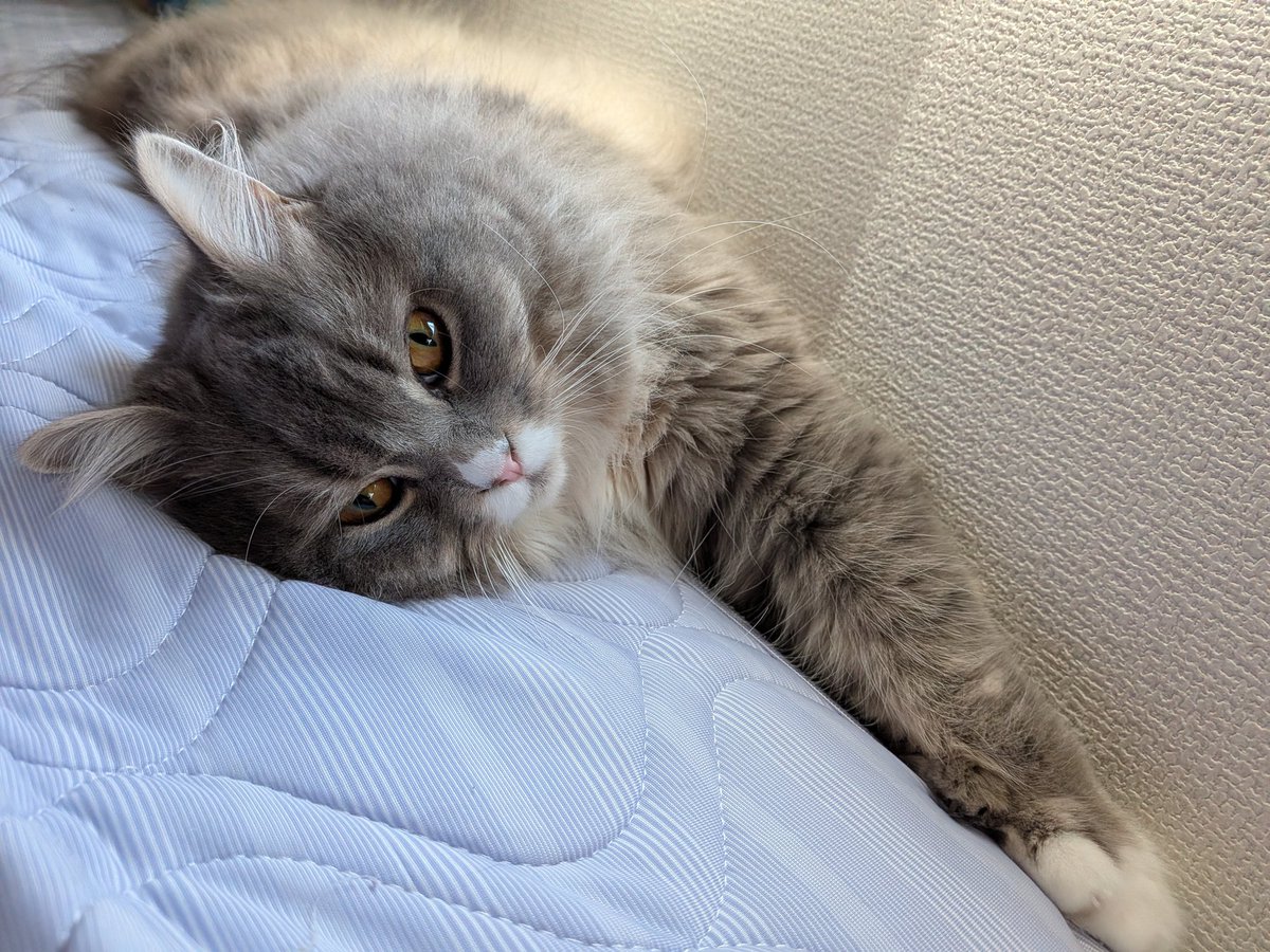 cat_solanum's tweet photo. ソラナムちゃん添い寝してくれてありがとうね〜 https://t.co/ILh6kpoPoD