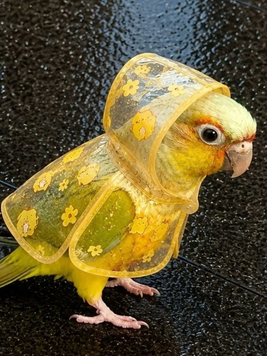 birdscolour56's tweet photo. Ready for the rain 🌧️ https://t.co/XQmZFy2khV