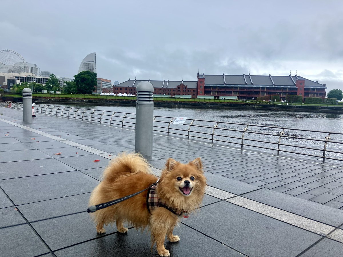 teru_munta's tweet photo. おはようございます😃
今朝は山下公園から入って象の鼻パーク方面をお散歩してきました🐾🐘
昨夜の雨がポツポツ残っていましたが、カノンさんは楽しそうだったのでOKです💕

象の鼻まで来たので、文豪ストレイドッグス1期のEDっぽいカノンさんです😆✨ https://t.co/ET3XZMb7LQ