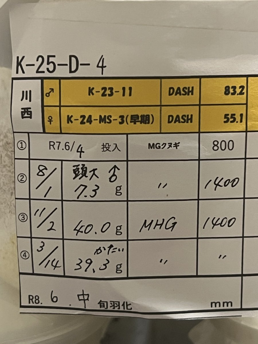 DASH88129363's tweet photo. 本日も川西産最大体重40gから
完品羽化😍
こちらはshima系統が入ってるので
ゴツさの中に可憐さも✨ https://t.co/4ZXKgZs1Ot