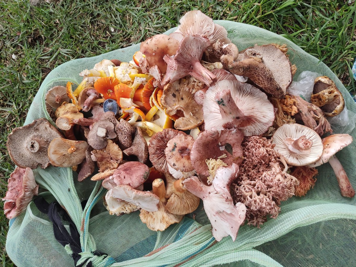 Fungi_Cosas's tweet photo. Mientras tanto en algunos tianguis mexicanos...

           🍄‍🟫🍄‍🟫🍄‍🟫🍄‍🟫🍄‍🟫🍄‍🟫🍄‍🟫🍄‍🟫🍄‍🟫 https://t.co/LKuqx0WEAz