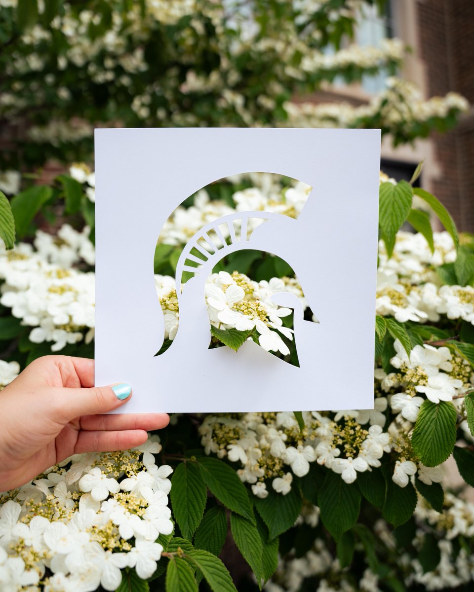 michiganstateu's tweet photo. Campus blooms and helmet plumes. 🌸 https://t.co/AiBsqd4K6R