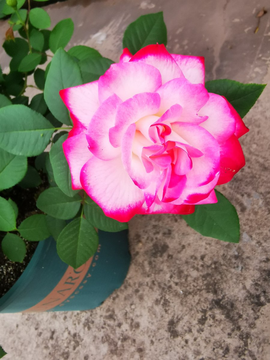 uy_mcdu's tweet photo. Hey neighbors! Our community’s weekend plant swap is this Sat 10am at the front yard. Bring your extra plants and take home new green buddies—all are welcome! https://t.co/OZsYWk0vSc