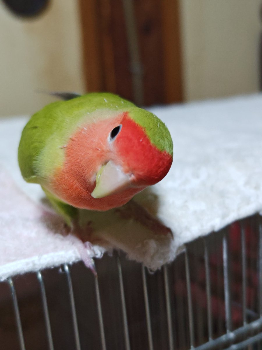 zeusnomama's tweet photo. おはよう😊
雨降り予報ね
のんびり過ごそう🦜 https://t.co/f5DUzNzKib