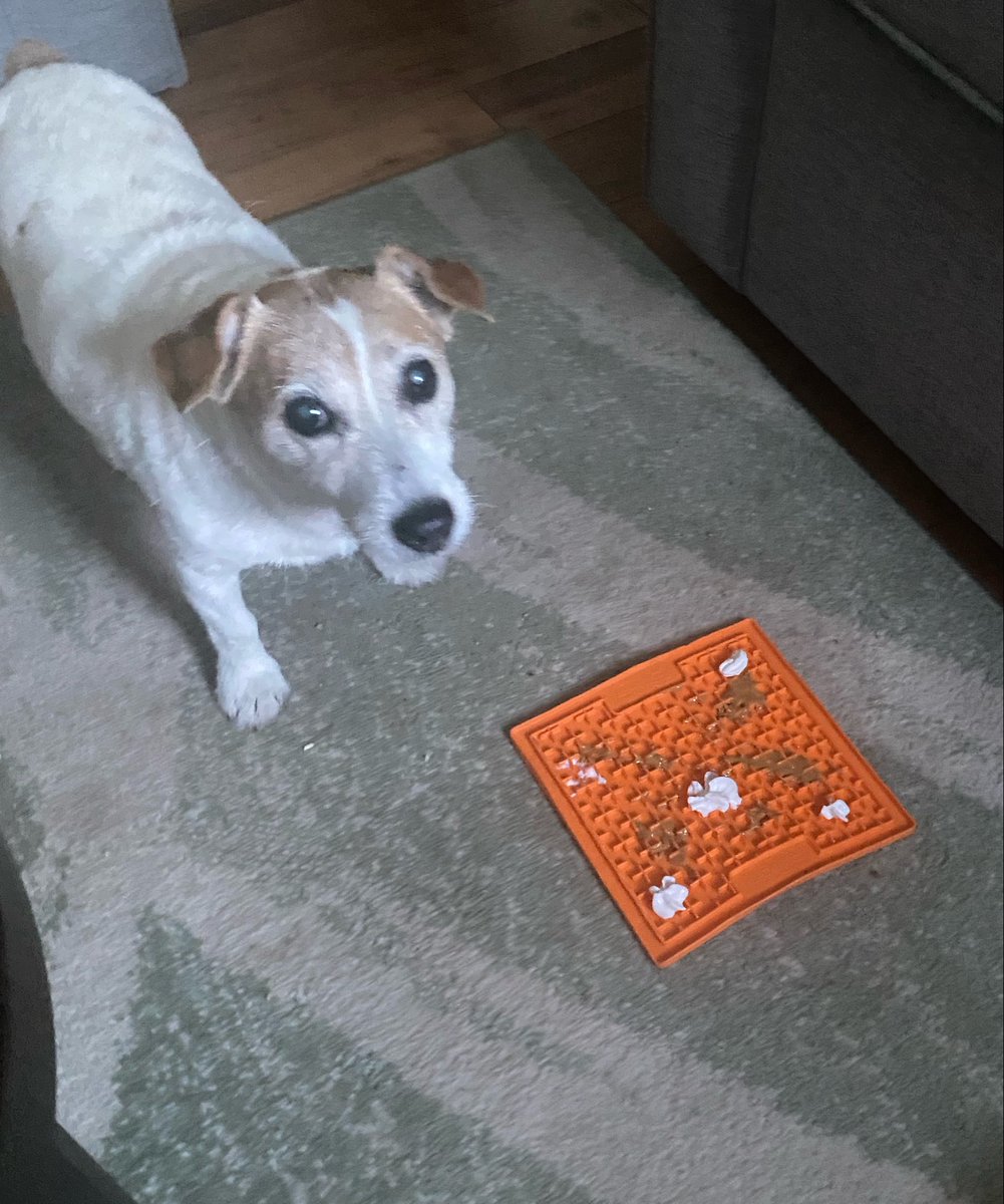 DaisyMaeJack's tweet photo. Saturday night special licki mat 😋🐾♥️ #restless #sweetgirl #dogsofX https://t.co/uostR1Cgac