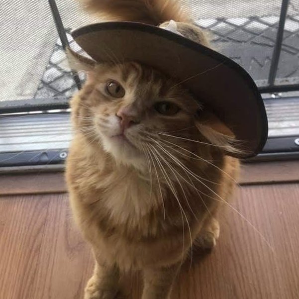 sarnesdie's tweet photo. 🐈😢🤏 https://t.co/rdCcB1htaY