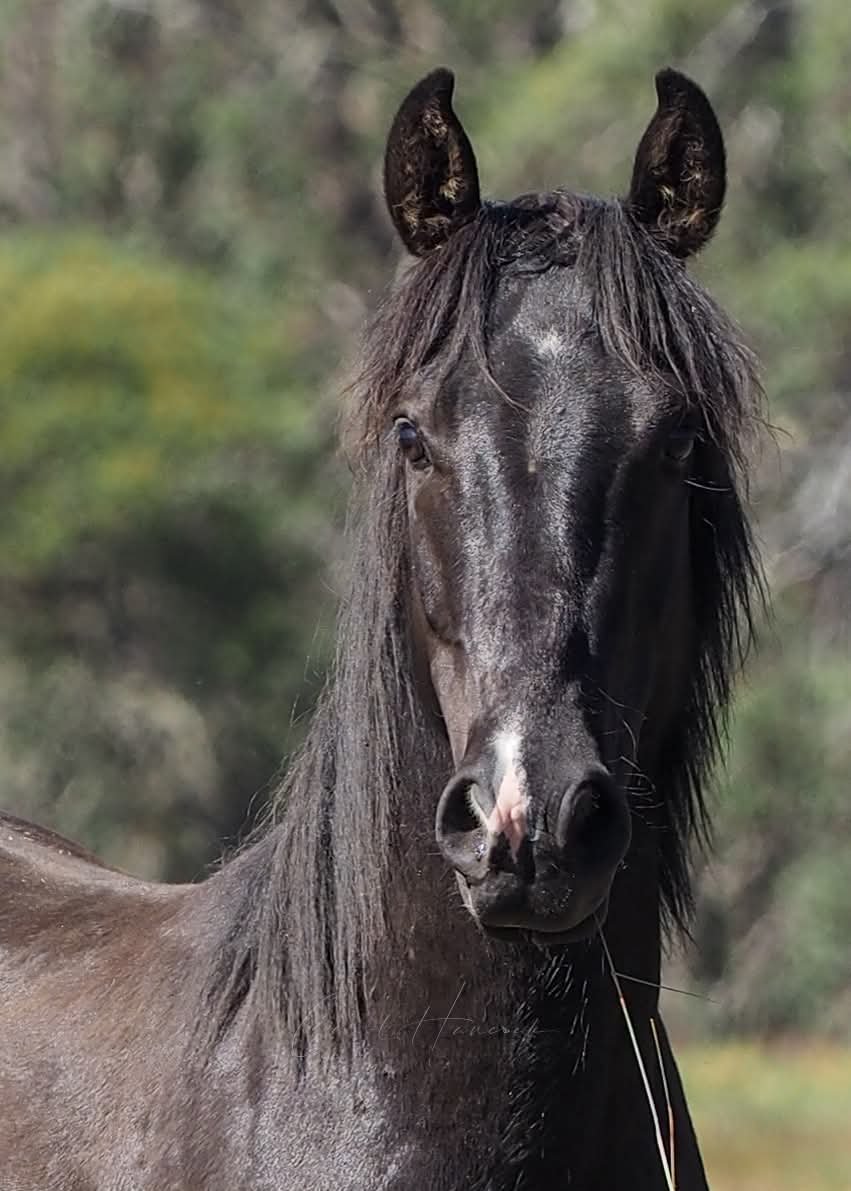FayeArohanui's tweet photo. The aerial culling of brumbies in Kosciuszko National Park has been labelled one of the “worst examples” of animal cruelty in the world by a prominent American conservation group.
https://t.co/ZTtavM14sp https://t.co/qOLxwplVXK