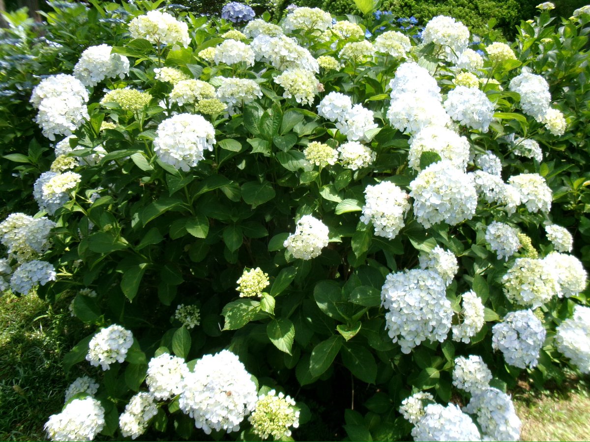 nenneevi's tweet photo. 紫陽花に囲まれて幸せ〜 https://t.co/HtKJlOULKb