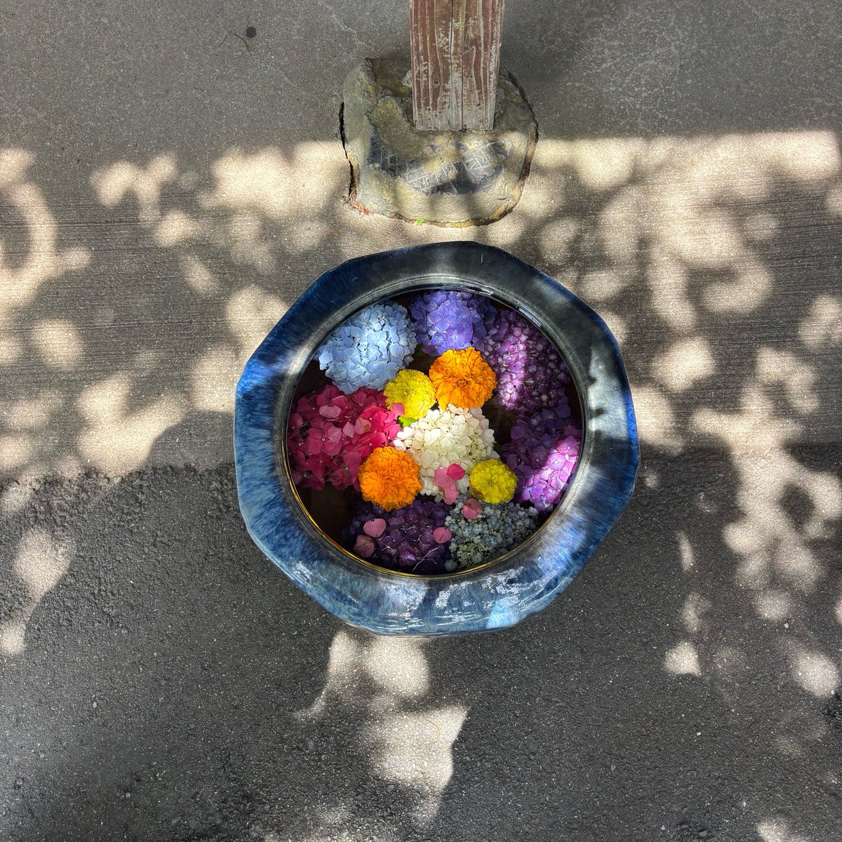 nenneevi's tweet photo. 紫陽花に囲まれて幸せ〜 https://t.co/HtKJlOULKb