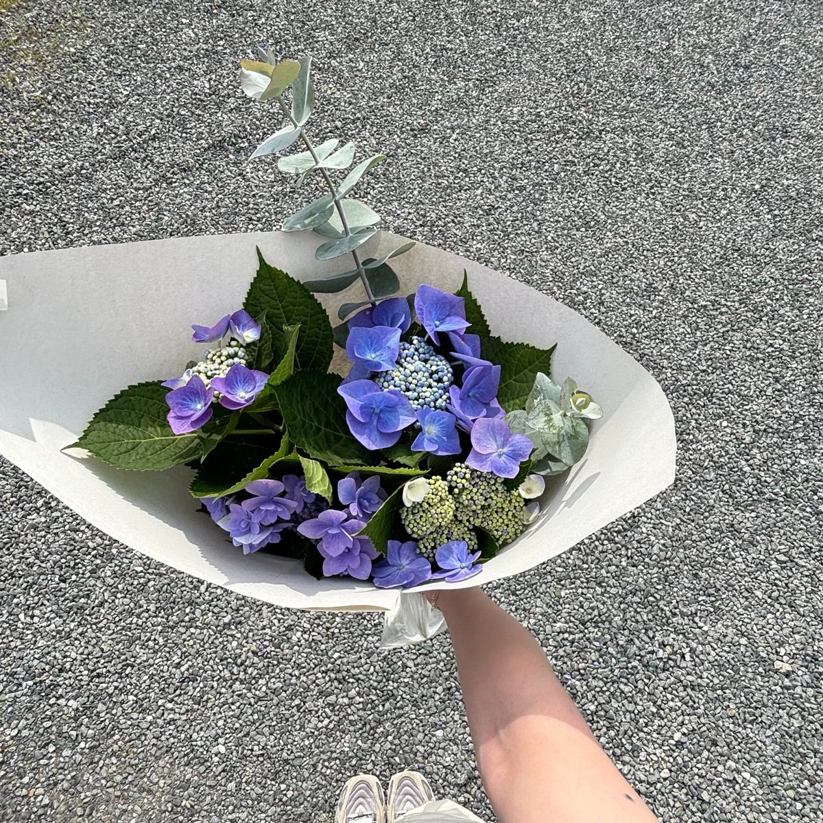nenneevi's tweet photo. 紫陽花に囲まれて幸せ〜 https://t.co/HtKJlOULKb