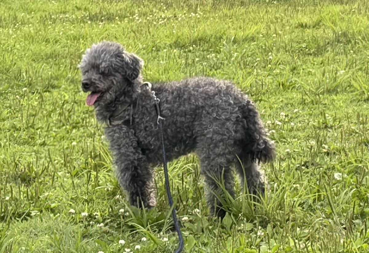hscraft's tweet photo. 最近は加齢で白内障、膝痛で散歩もままならなくなった我が家の愛犬アッシュくん
恐らく目は左目一割右目四割程度しか見えていないかもしれない…
この日は光が丘公園まで車できて
久々、芝生の上を歩かせた。
新緑の輝きが少しでもアッシュの目を癒してくれれば良いが…
#犬の白内障 https://t.co/N2lJY3sAG8
