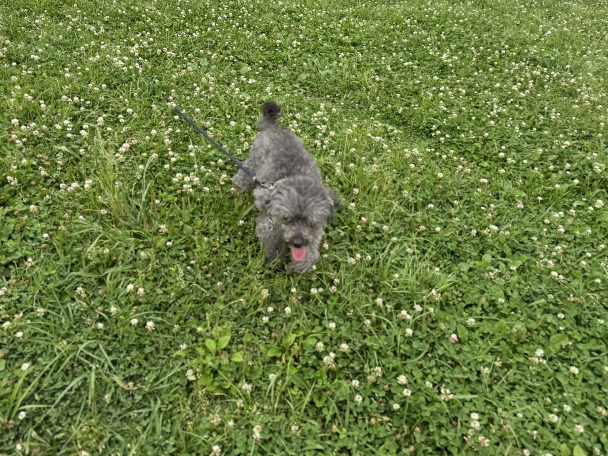 hscraft's tweet photo. 最近は加齢で白内障、膝痛で散歩もままならなくなった我が家の愛犬アッシュくん
恐らく目は左目一割右目四割程度しか見えていないかもしれない…
この日は光が丘公園まで車できて
久々、芝生の上を歩かせた。
新緑の輝きが少しでもアッシュの目を癒してくれれば良いが…
#犬の白内障 https://t.co/N2lJY3sAG8