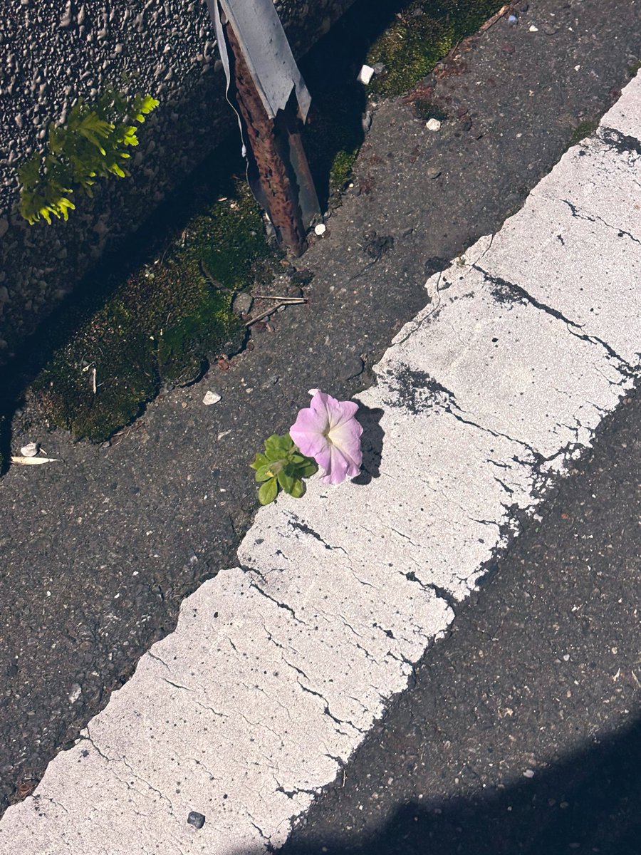 _serendipity_a_'s tweet photo. 雨止んでたから今のうちにと
朝んぽしてきた

種が落ちたのね 独りぽつん

生きたいからそこで生きてるの？
仕方ないからそこで生きてるの？

聞けるなら聞いてみたい https://t.co/MgACjjlkMD