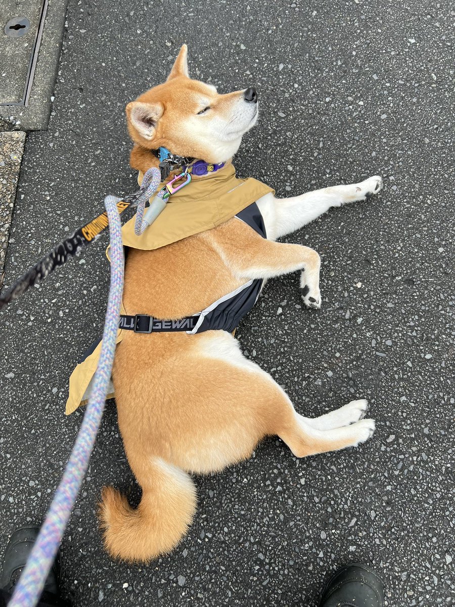宏太郎の大冒険 (@koutaro0729) / Posts / X